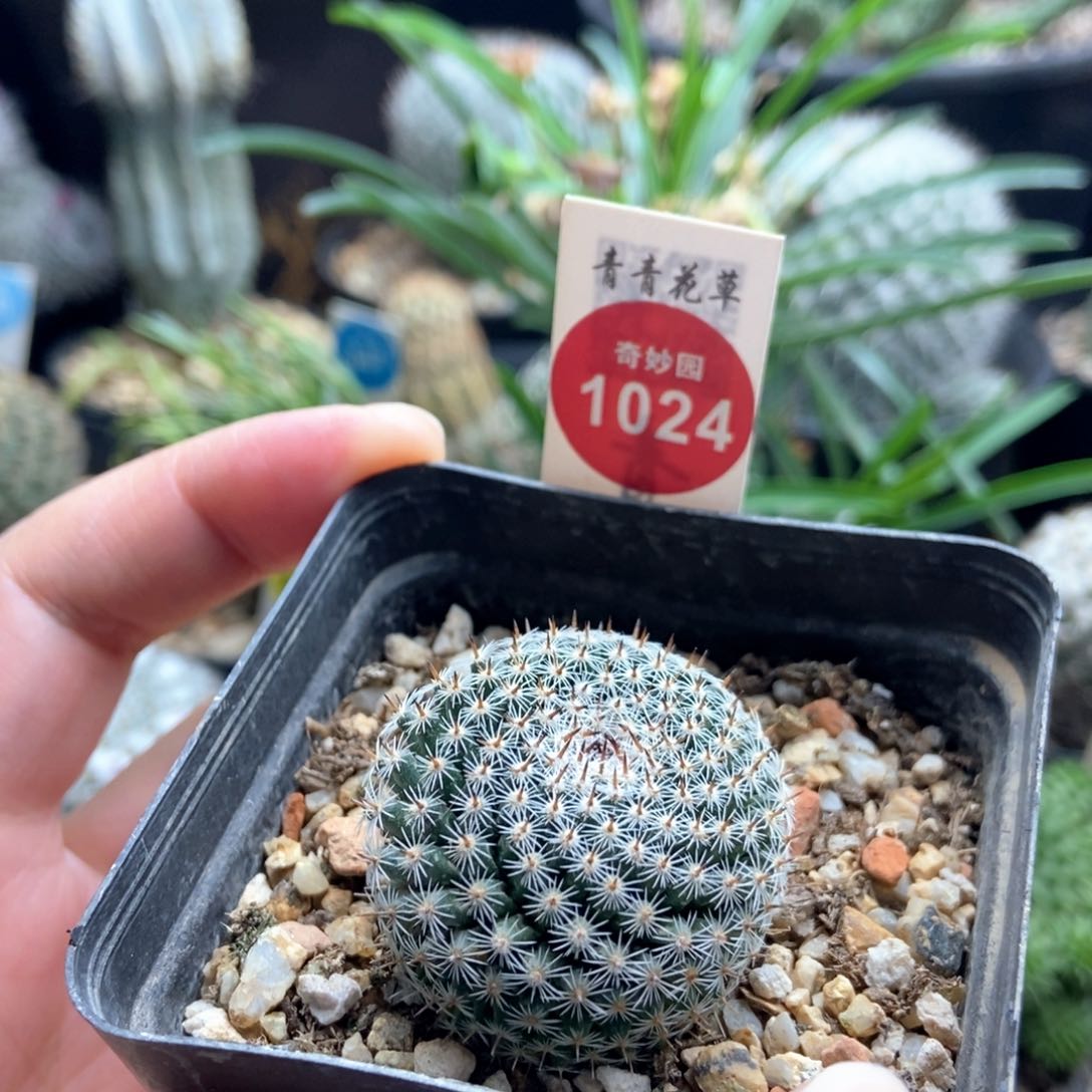 实生欧系恋山彦3.3cm