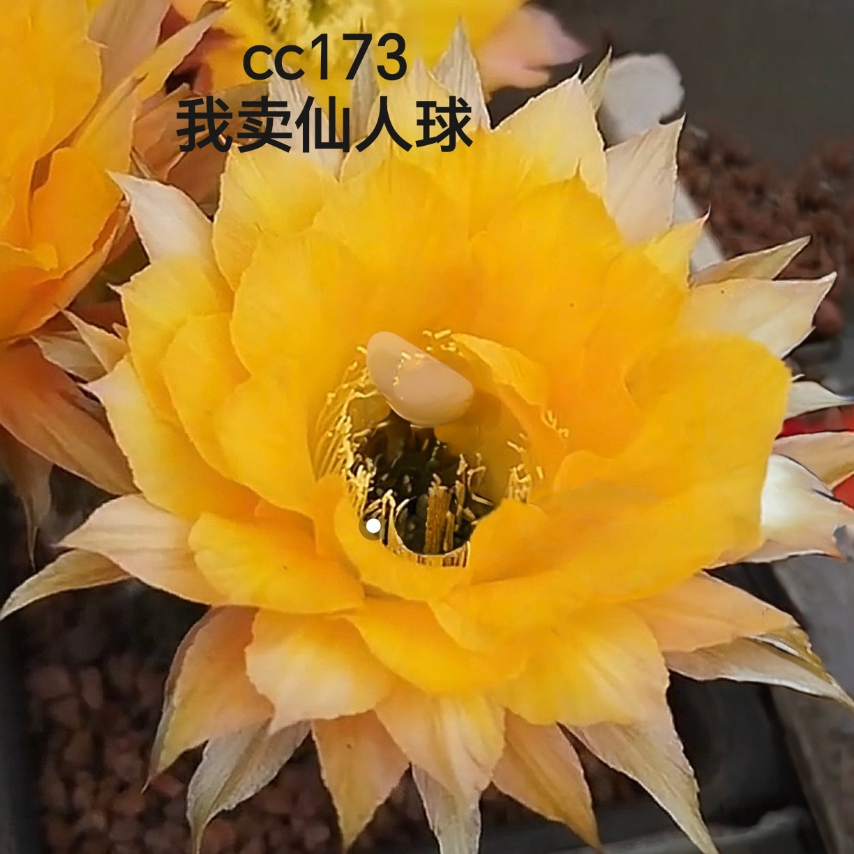 彩草cc173侧芽歪  满28包邮非偏远