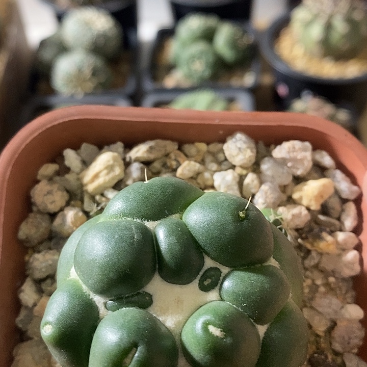 大萝卜腿无刺象芽仙人球