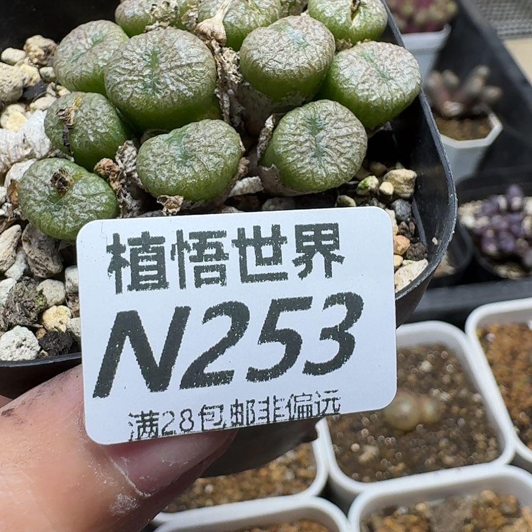 多肉植物的人生fgb