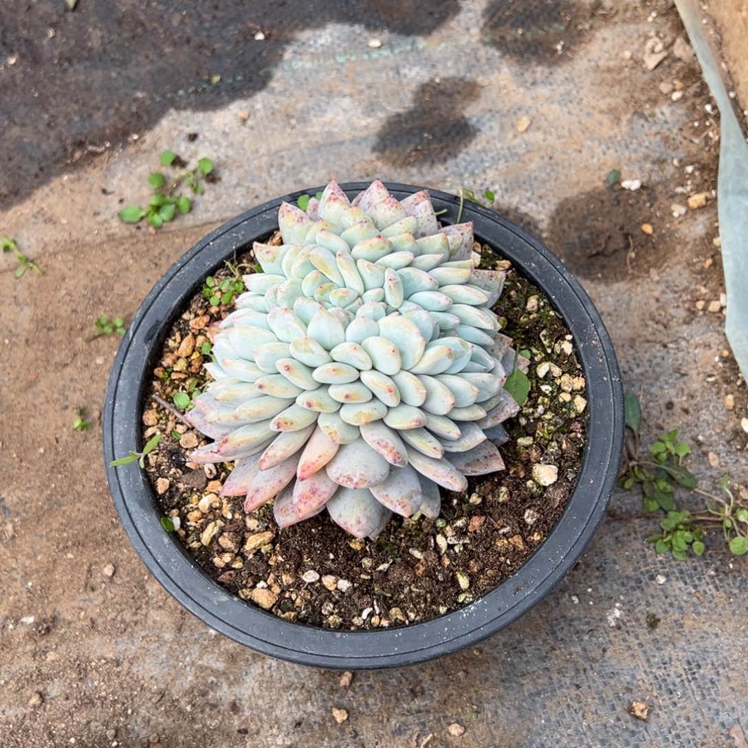 ?***.多肉植物，多肉植物