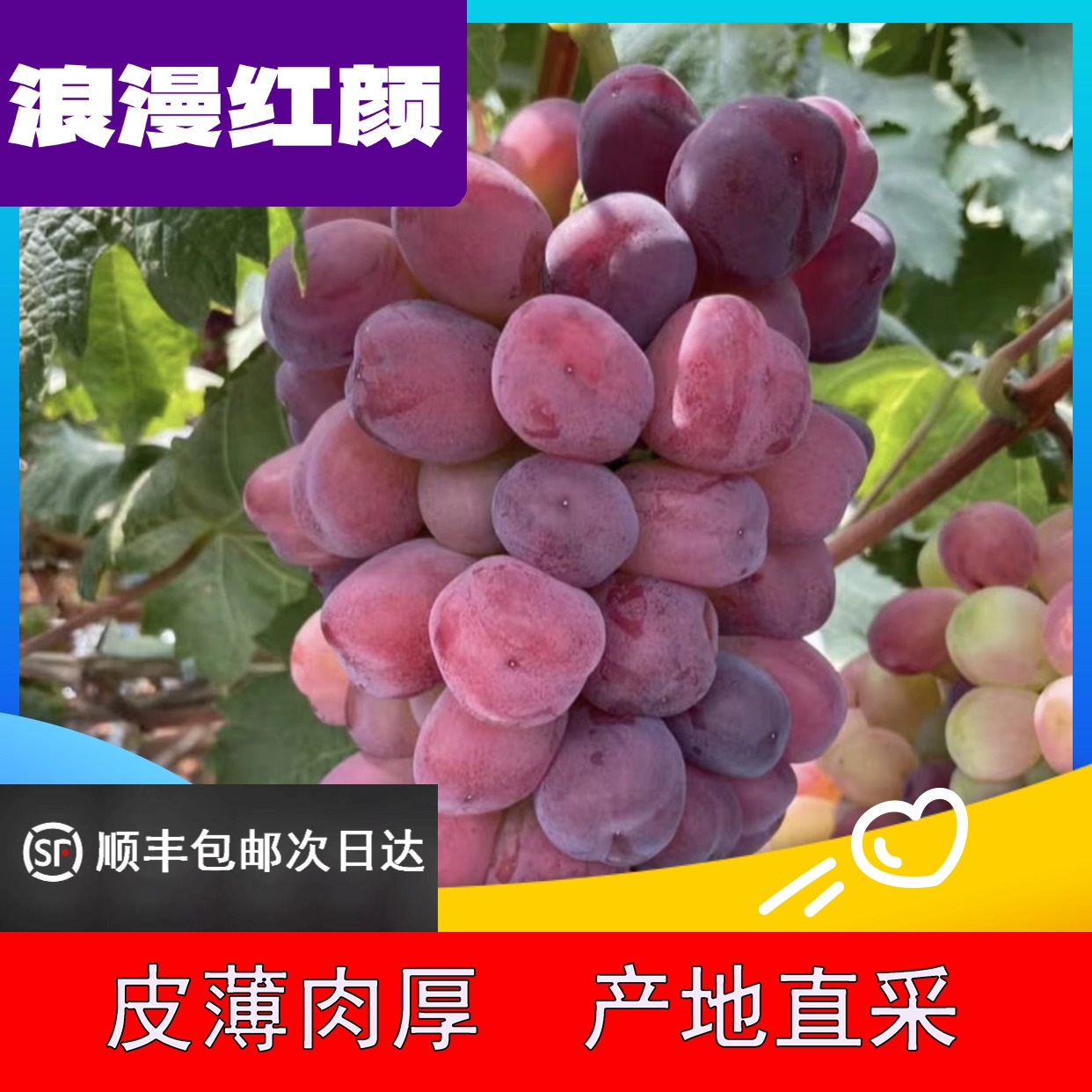 明日达【顺丰空运包邮】贵族葡萄浪漫红颜当季新鲜水果鲜甜现采现发 源头产地：陕西省