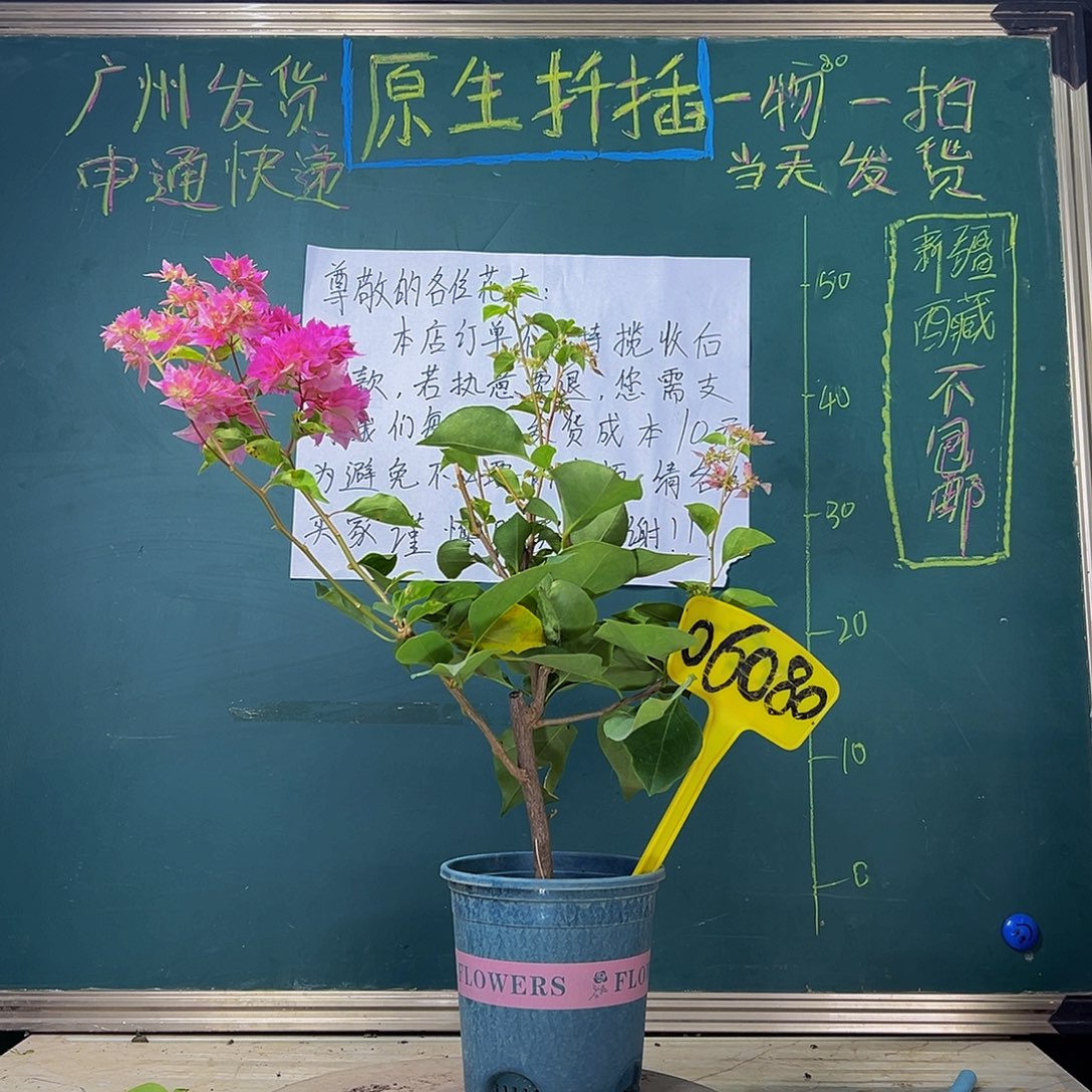 当前无花栽培后可以开花  重瓣粉  06080
