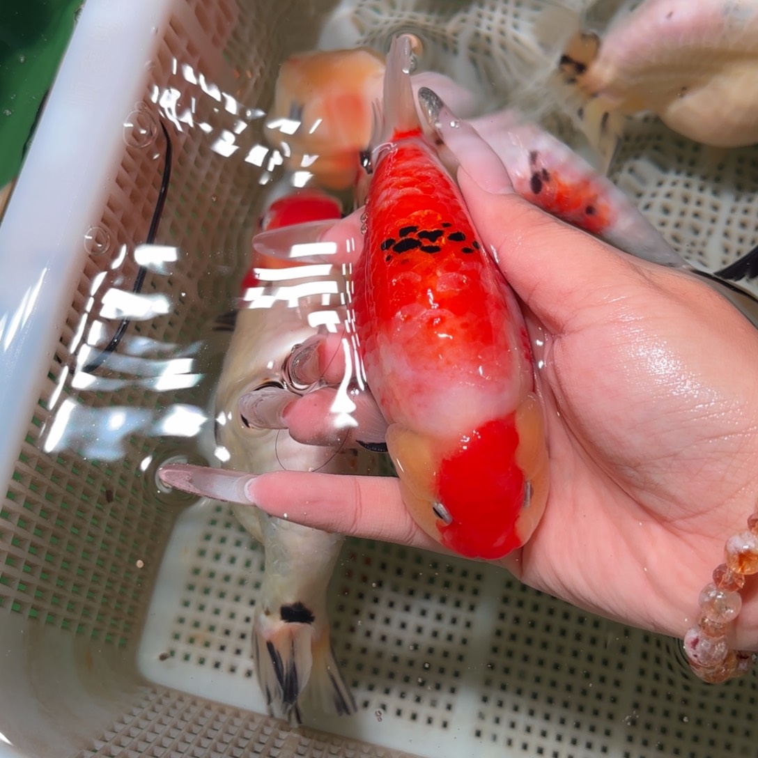 贝***壳金鱼拍包装包邮，不拍包装运费到付