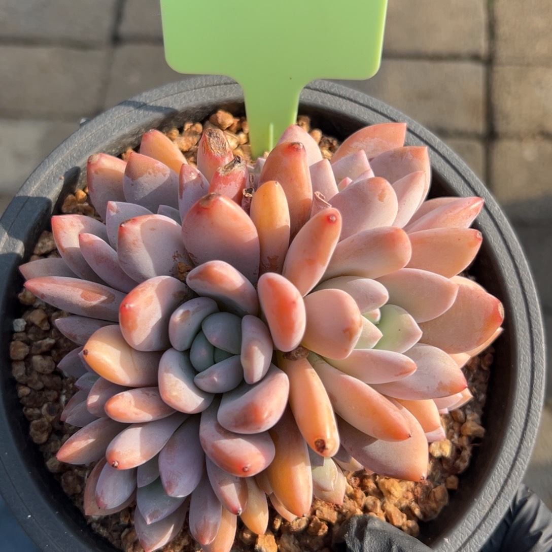 果糖 111111111111111