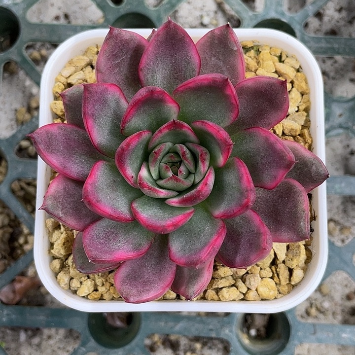 漂亮玛丽亚锦一物一拍锦龙