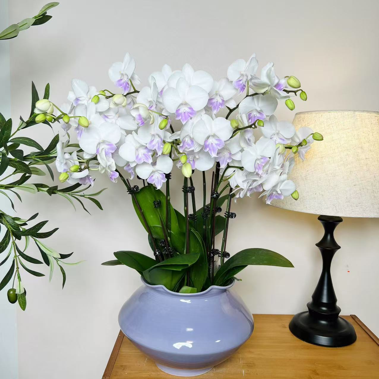 【水冰月-蝴蝶兰】 高端 懒人种植 禅意 轻奢 易养花期长