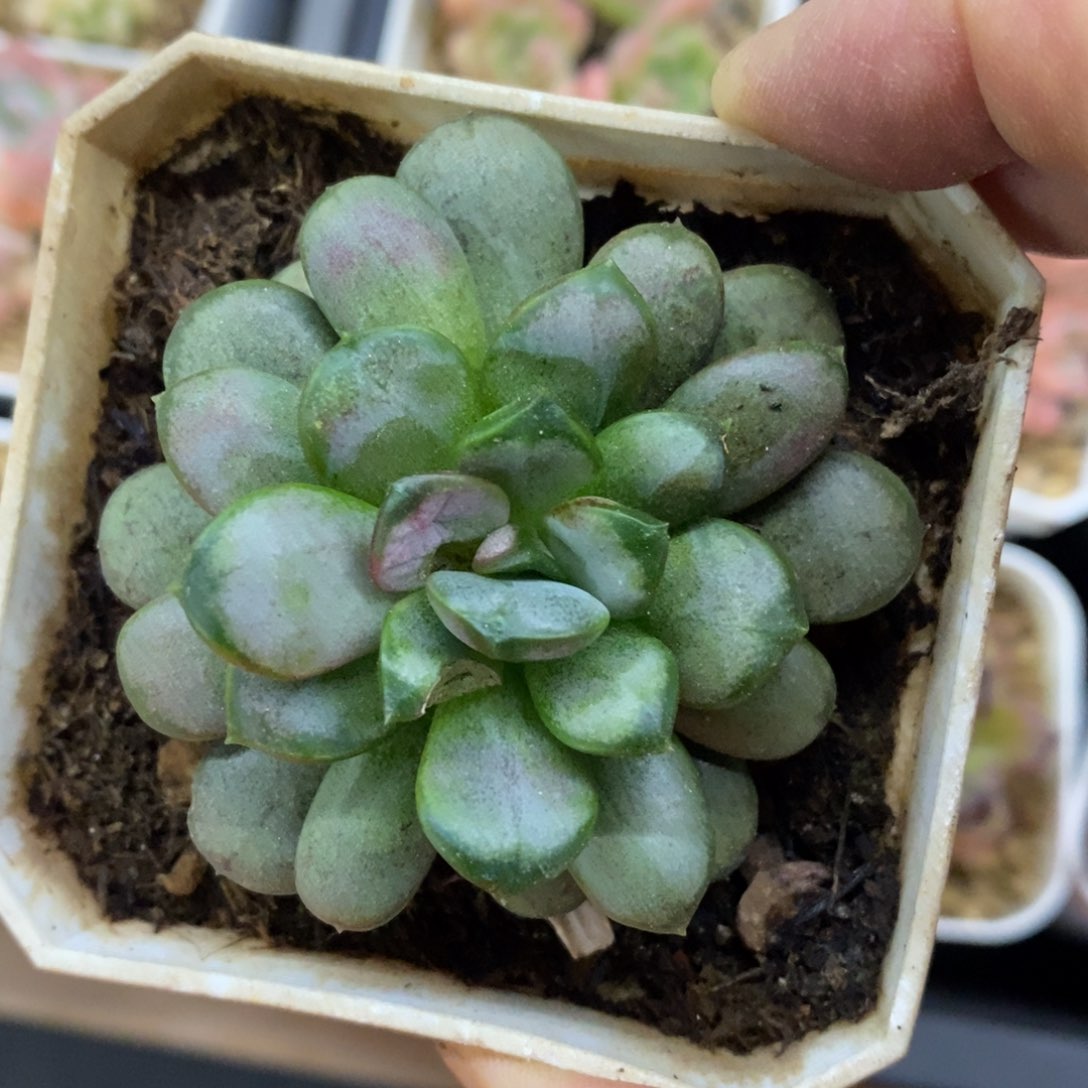 精品多肉一物一拍不包整287