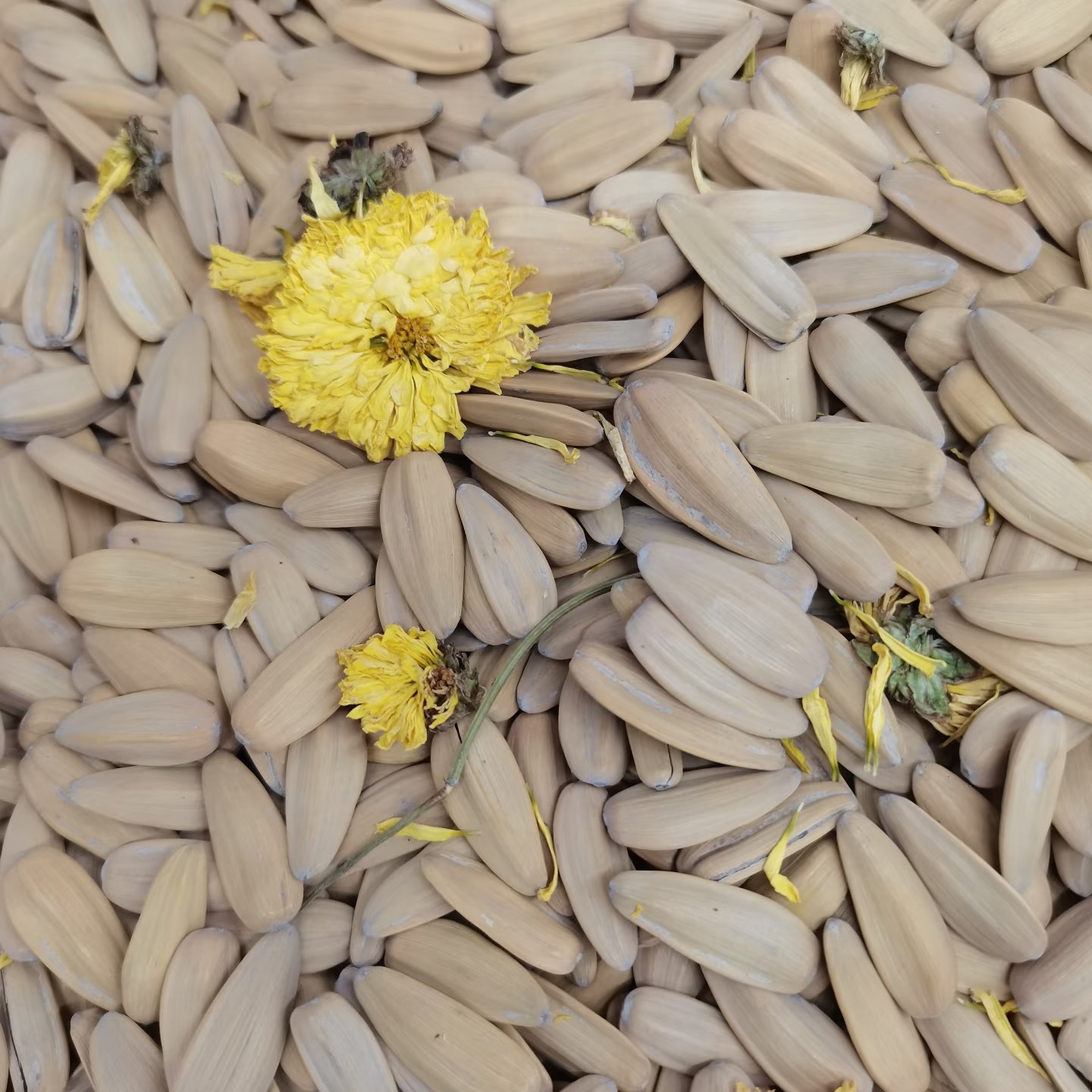 菊花瓜子/袋 约500g