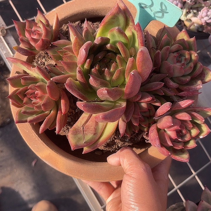 开播炸福利，好久不见摩根28