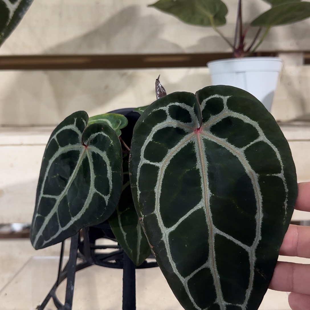 无花朵红水晶花烛