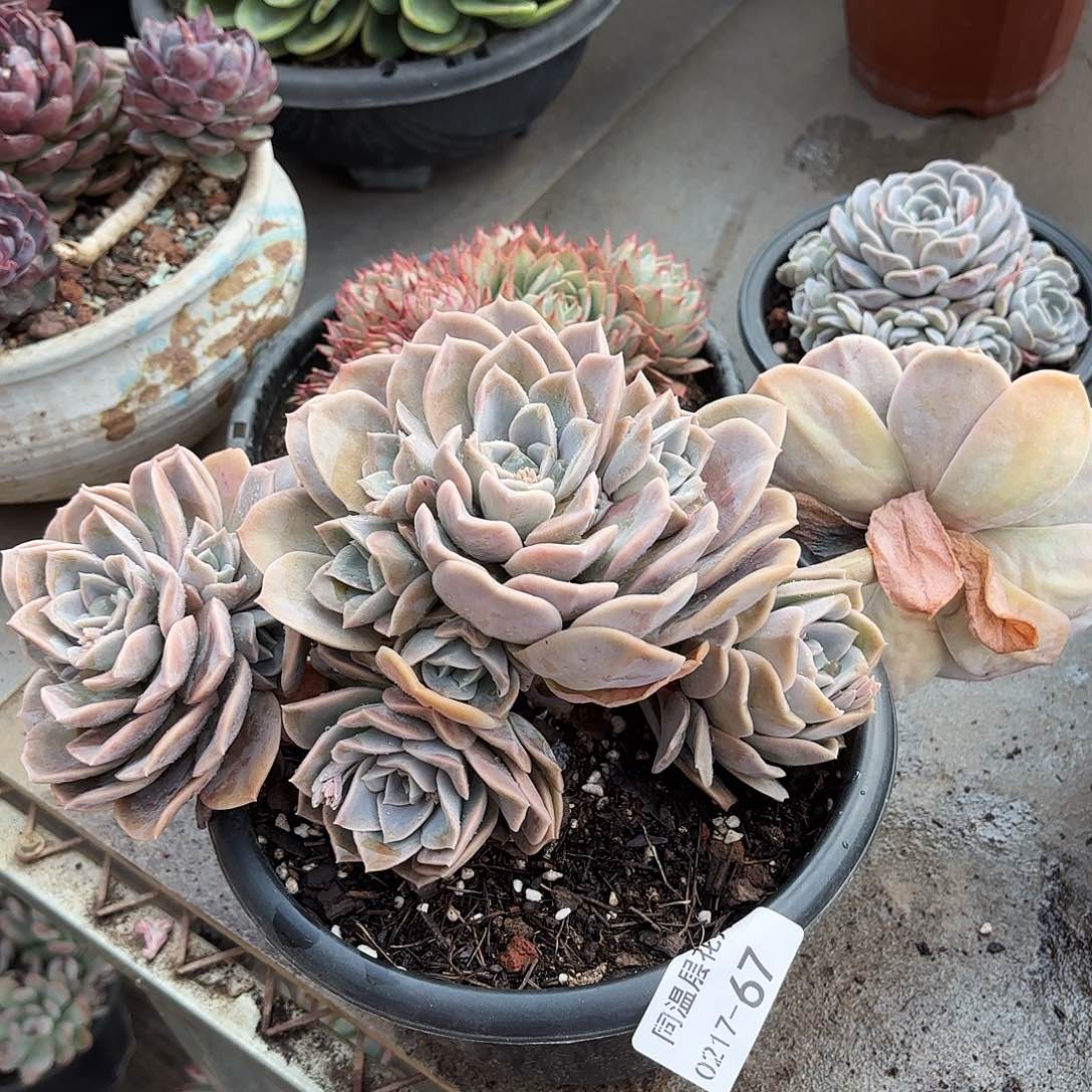 同温层多肉哈利67