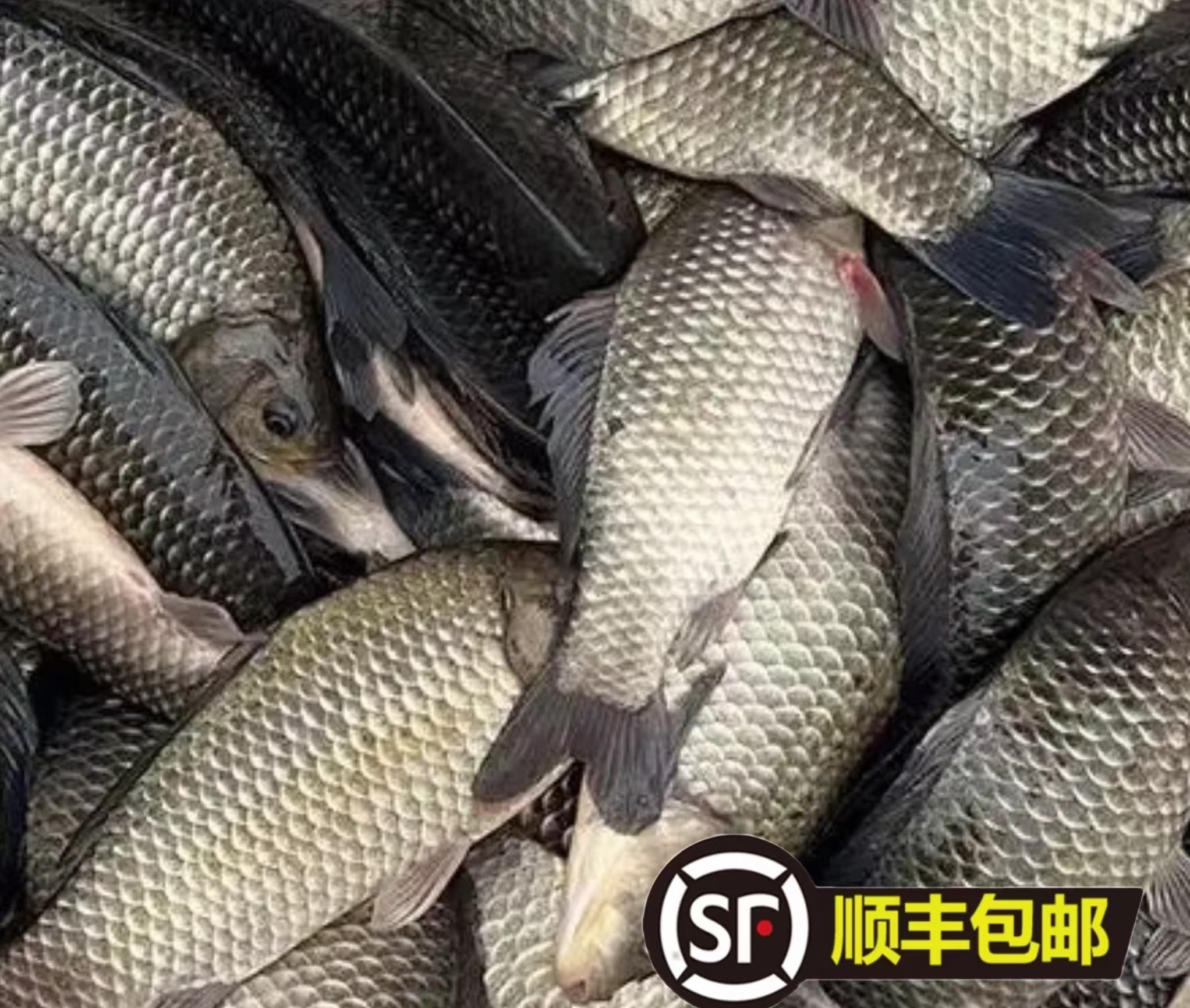 （顺丰包邮）乌苏里江野生江鲫鱼-单条0.8-0.2斤