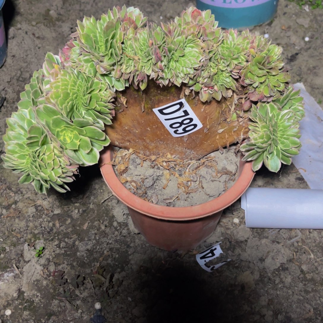 海王法师16////9包邮