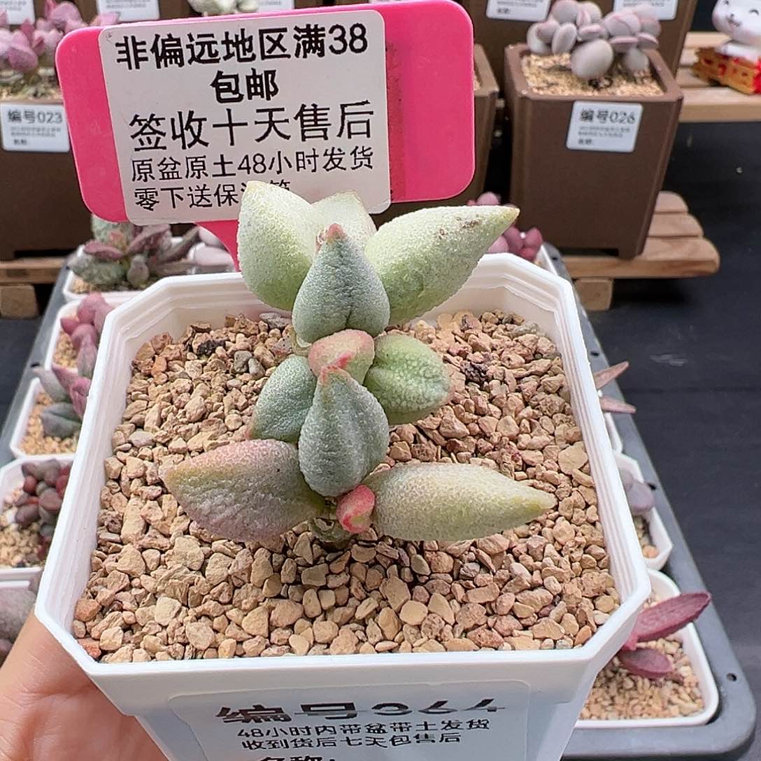 364哈弗多肉植物