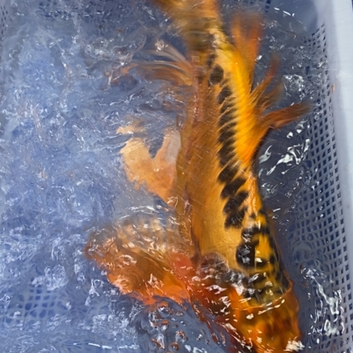 锦鲤锦鲤（无开箱视频不售后）