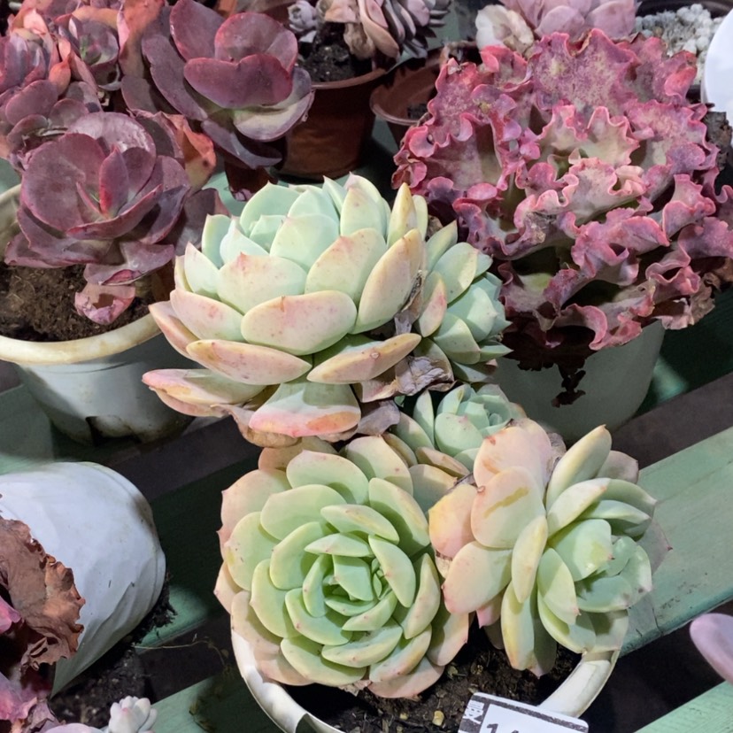 【闪购商品】恋曲14183