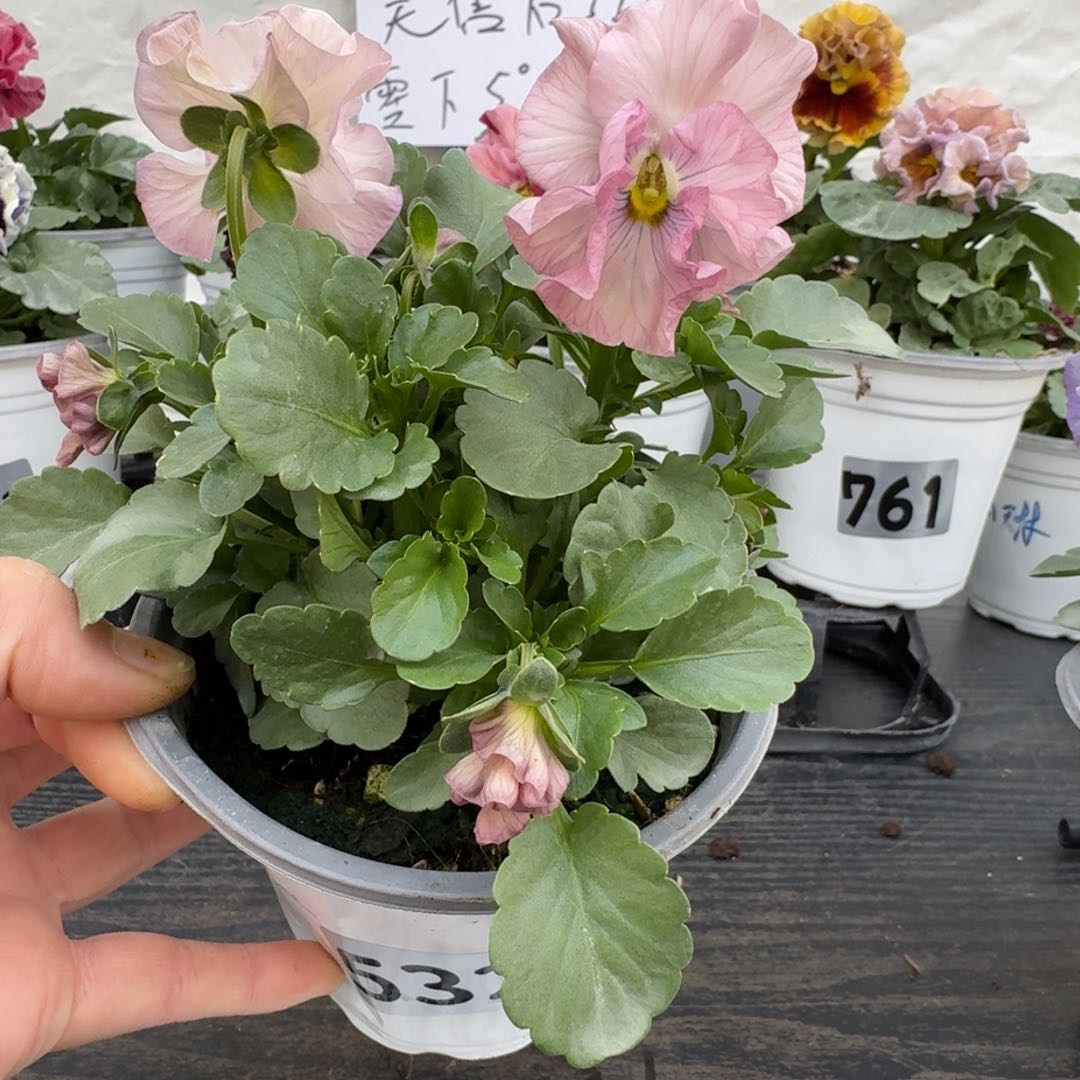 全部花朵532号曼波