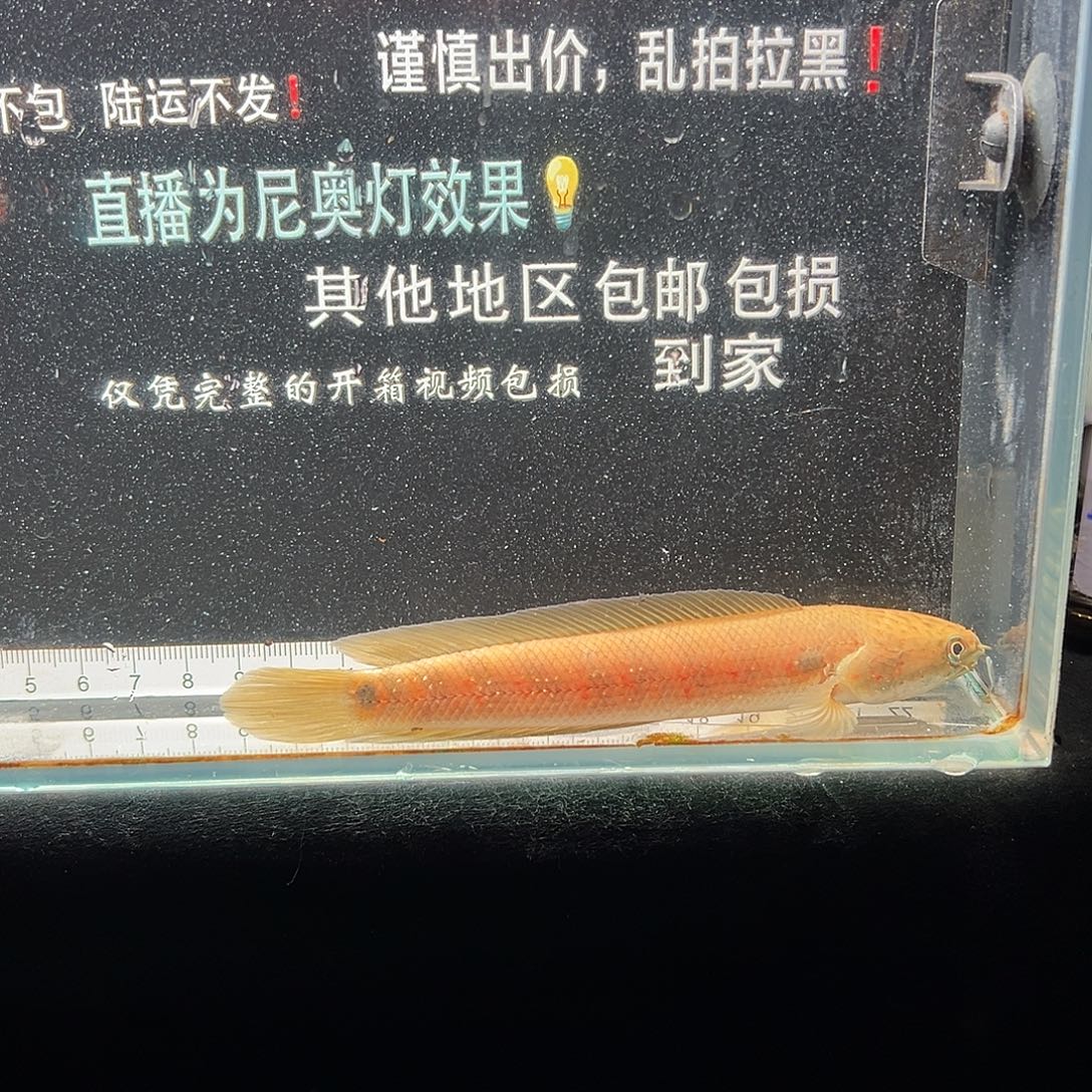 雷龙鱼七星雷龙七星雷龙