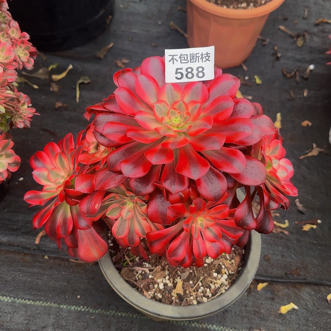 588多肉法师锦111111