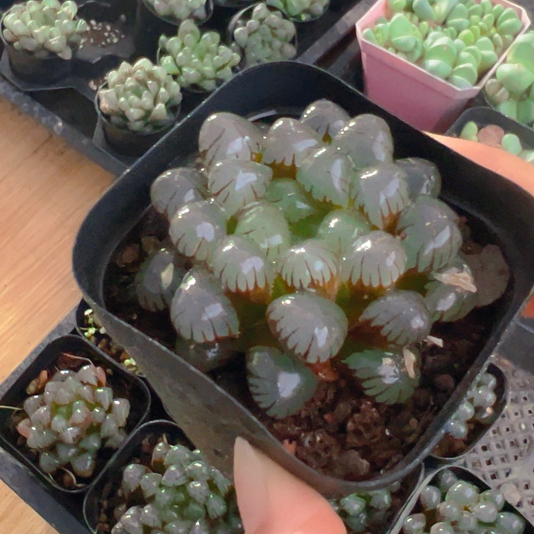 紫姬冰灯玉露多肉一颗