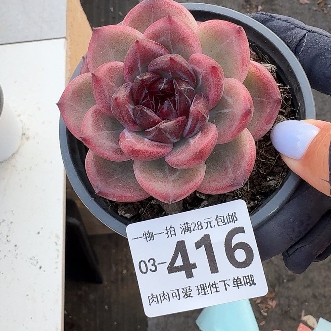 重庆森林无盆土发货无盆