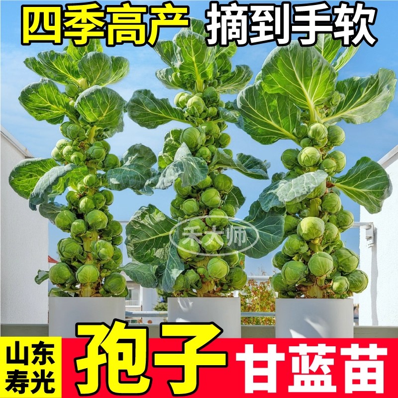 孢子甘蓝苗秧迷你食用小包菜当季高产抱子甘蓝苗四季耐寒耐热盆栽