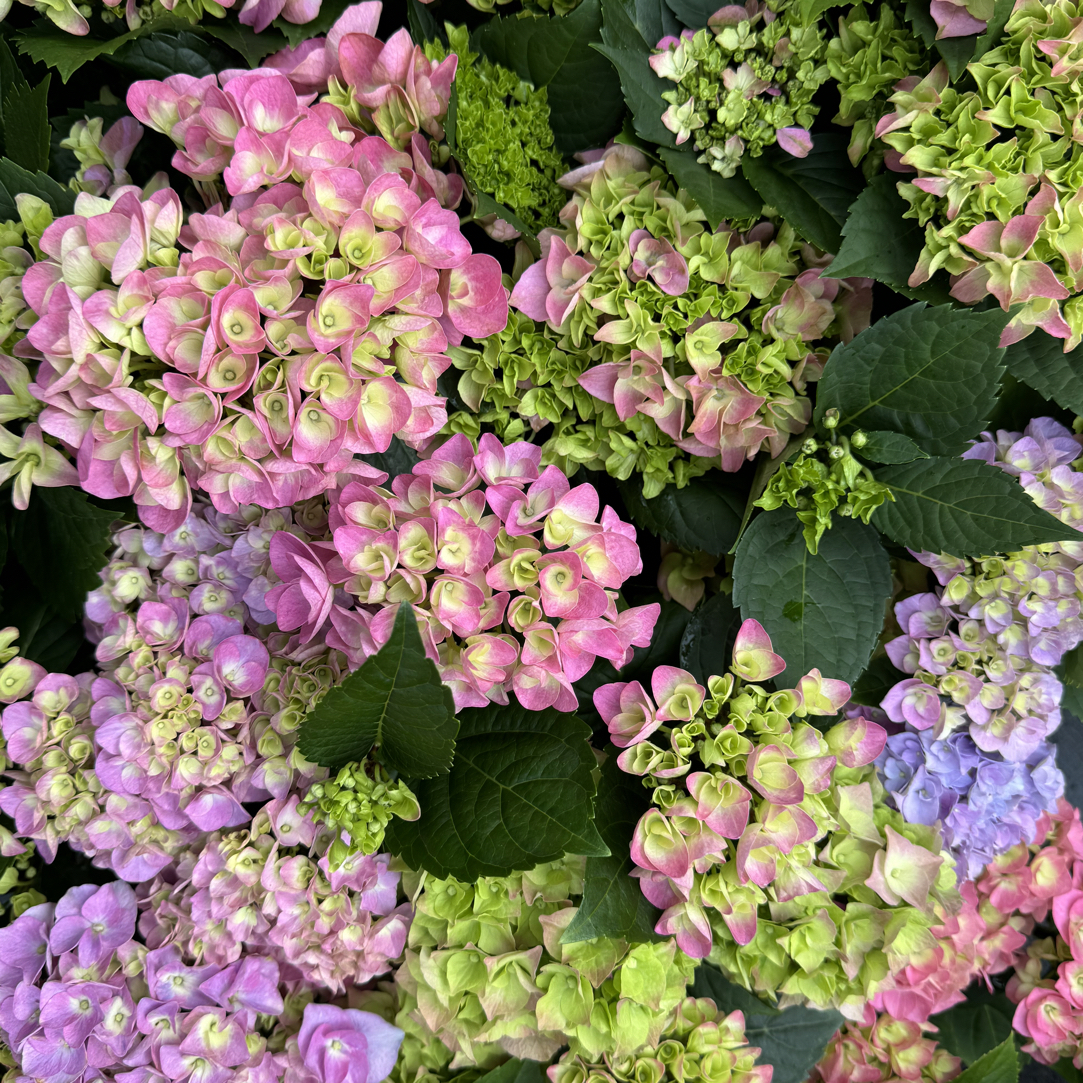 绣球花盆栽带花苞易养护四季开花适合阳台庭院种植
