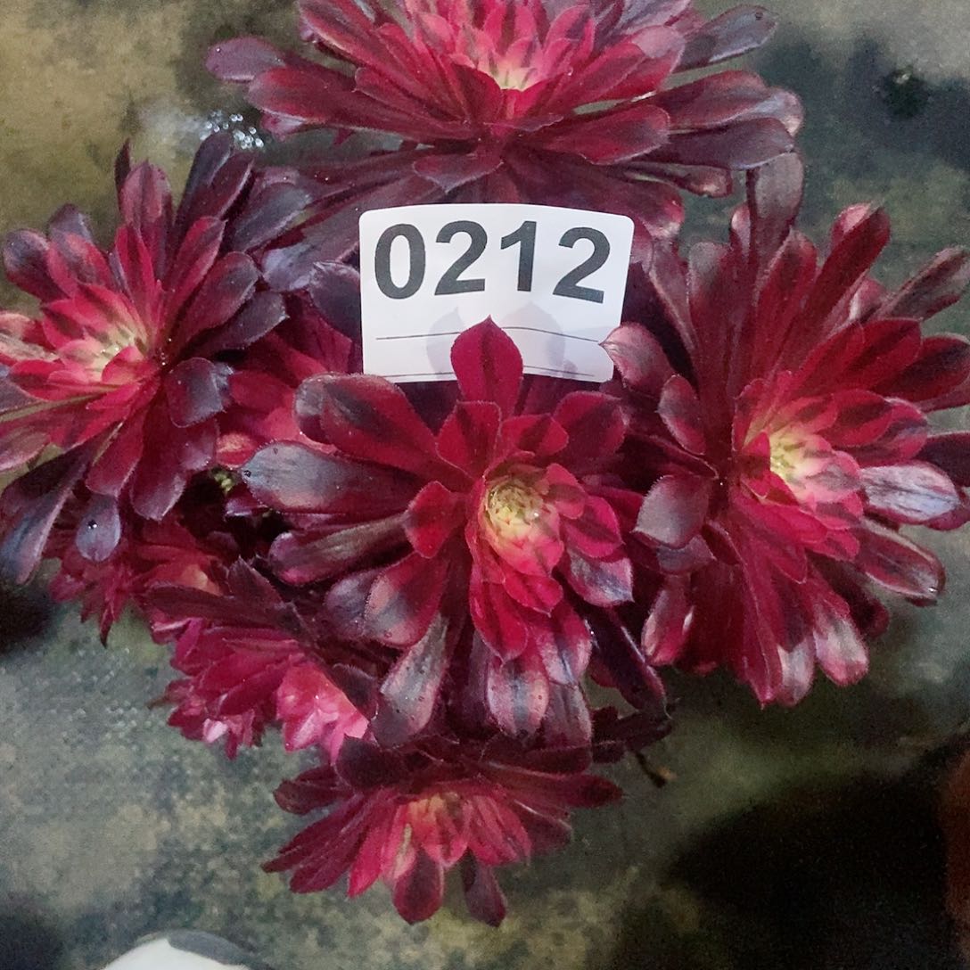 红陶佳**欣0212黑铜白丛林多肉4