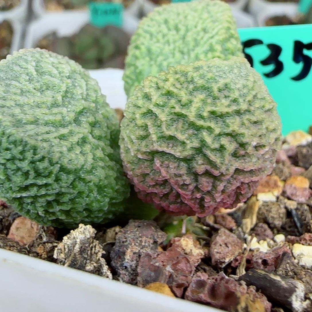 编号535大型，大真叶一个，图为母本