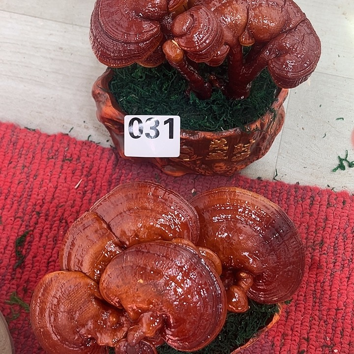 全部花朵888888888888888888