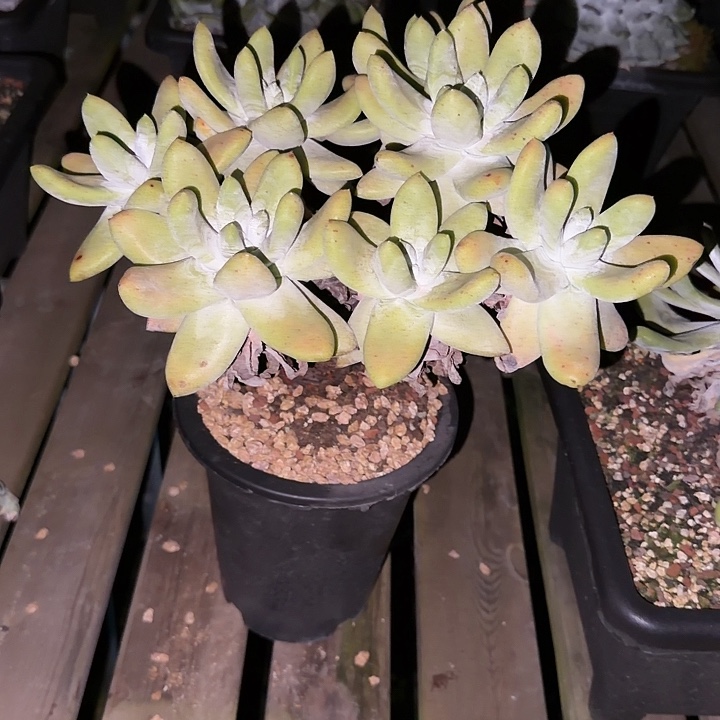 无***了拇指仙女杯多肉植物