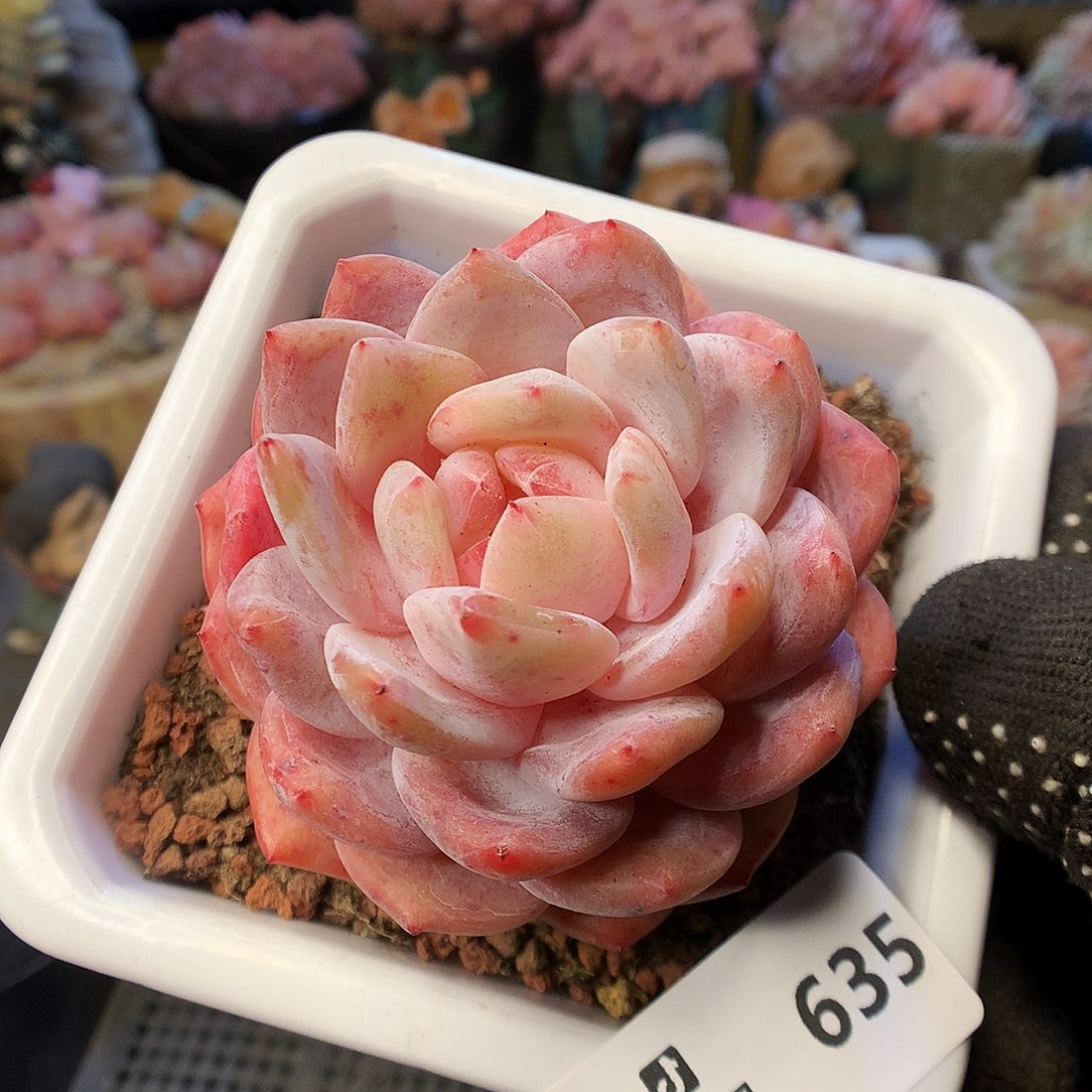 635雪天使多肉植物6666