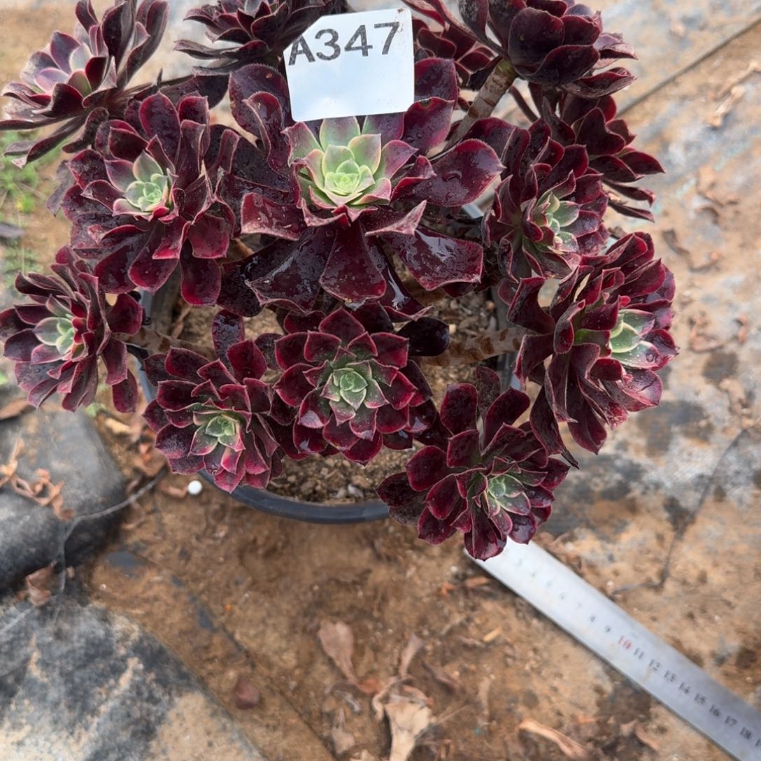 细***丝金丝雀一物一拍347