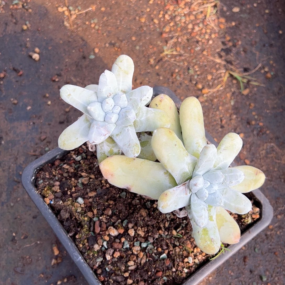 155双头拇指哈哈哈哈哈哈