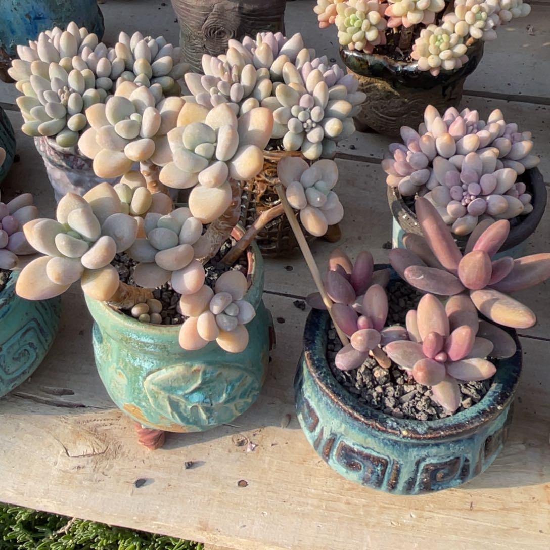 一个盆一个肉一起