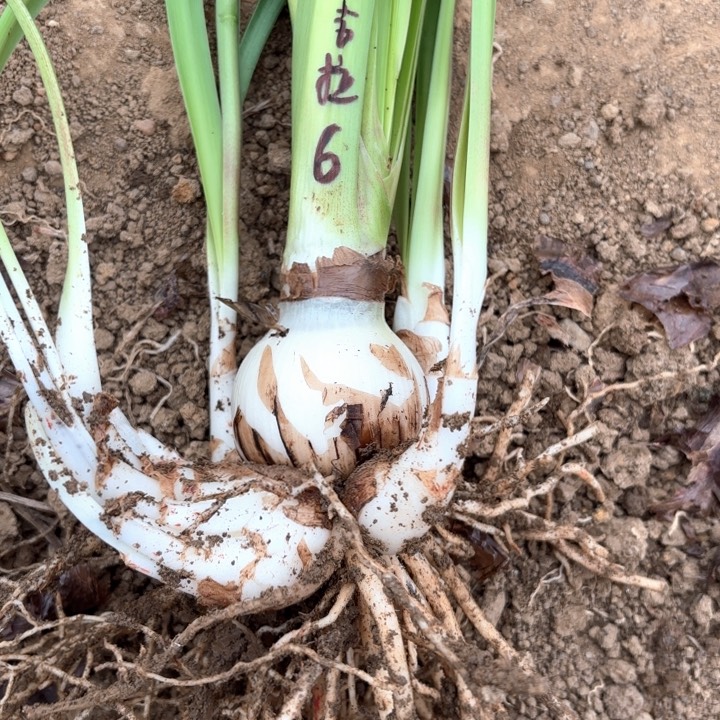 无花朵安吉拉六号包对版