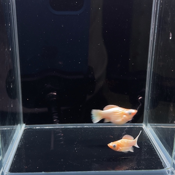 海水鱼黄金玛丽球1对