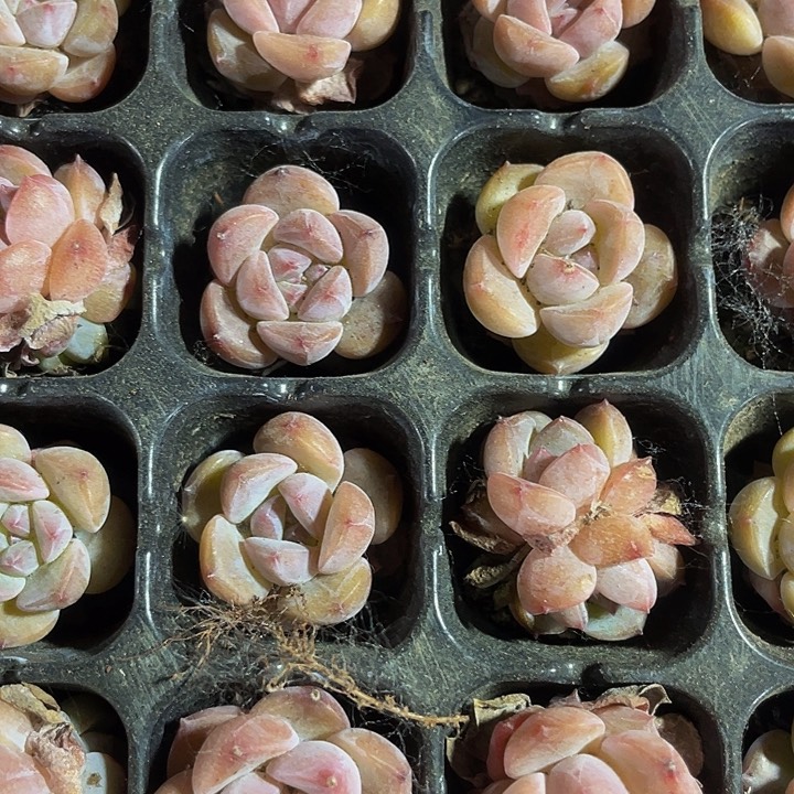 小红钻一元一颗.