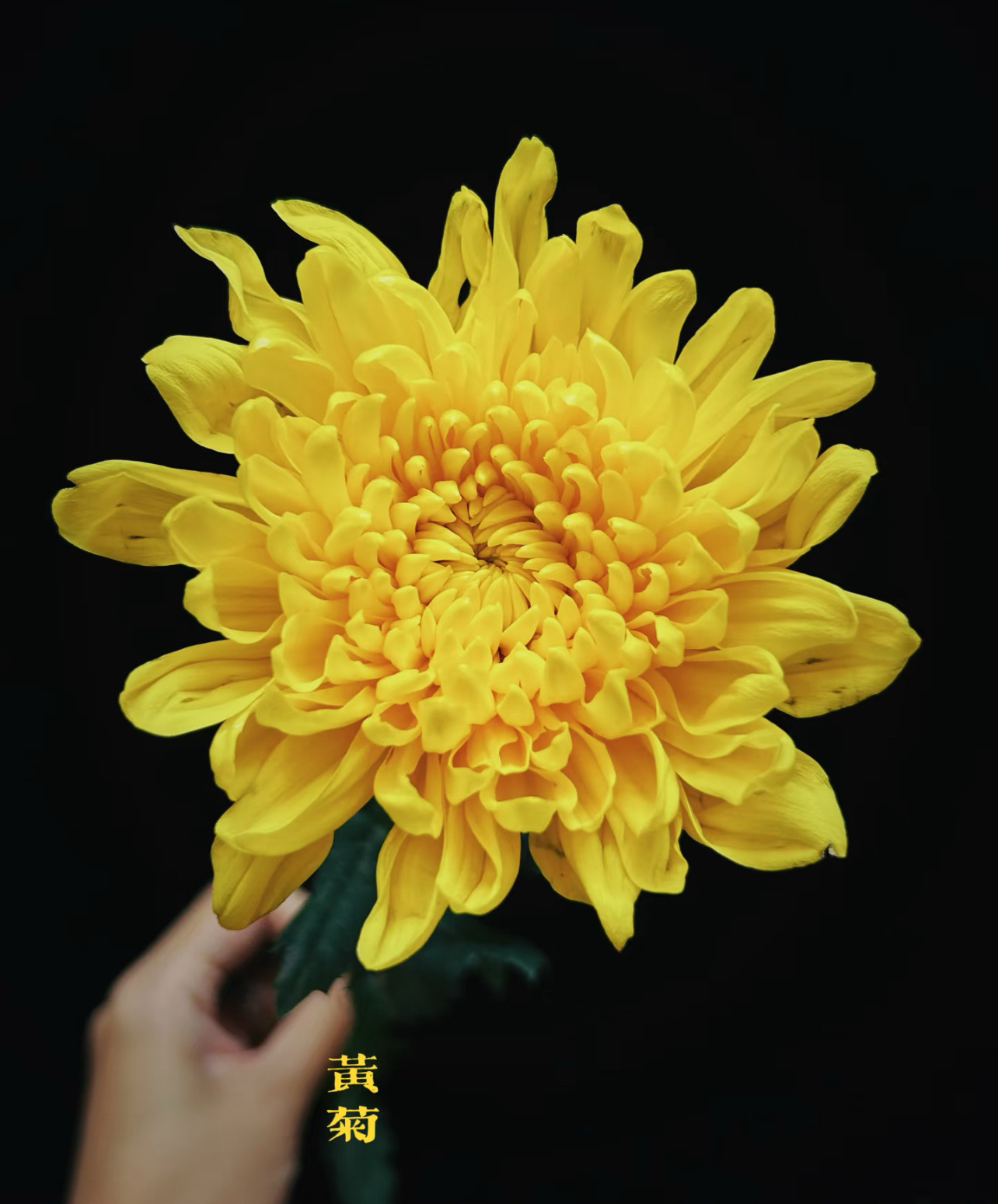 黄白菊花鲜花束0度以下拍保温棉的，冻坏不售后