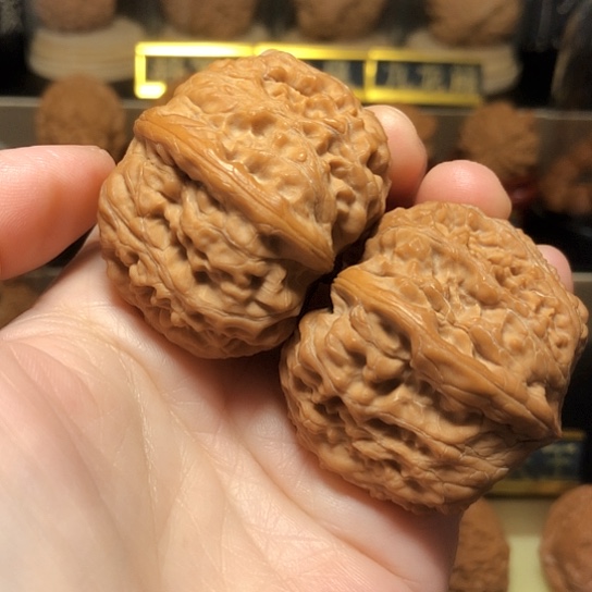 野生高端霸王鼎货头