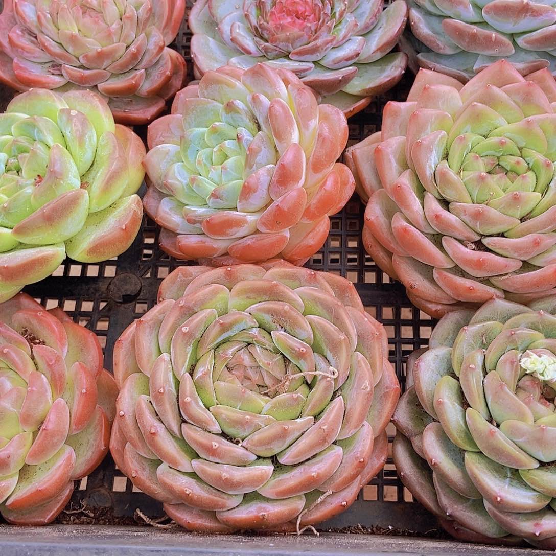 0000003量拍10颗母本