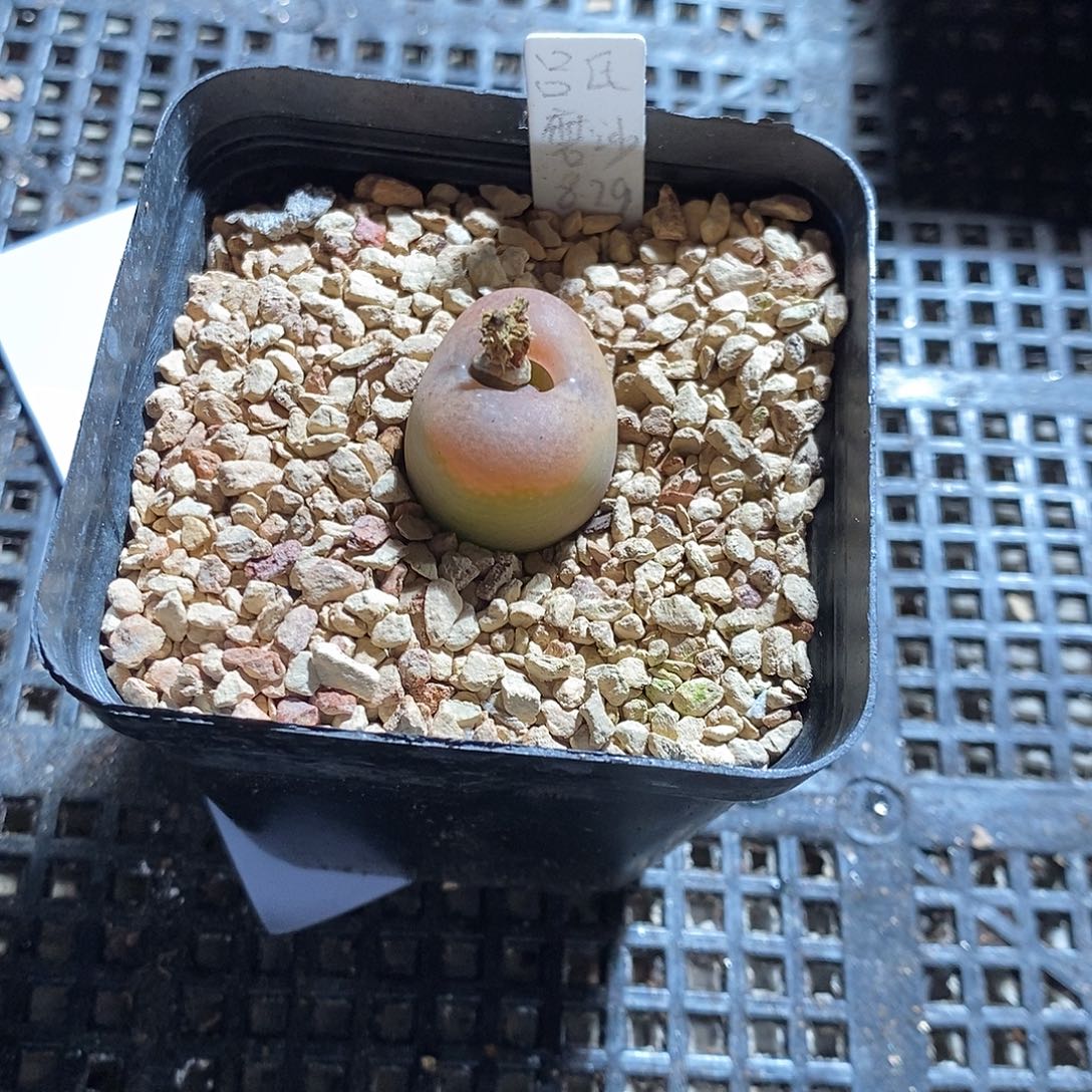 绝***师22398。   一颗。   