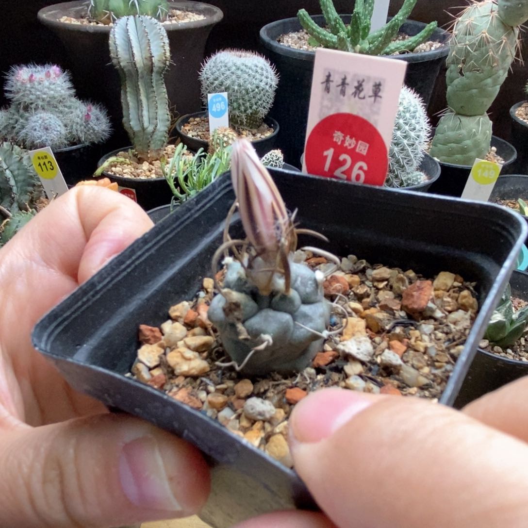 实生长刺牙城丸一颗2.5cm