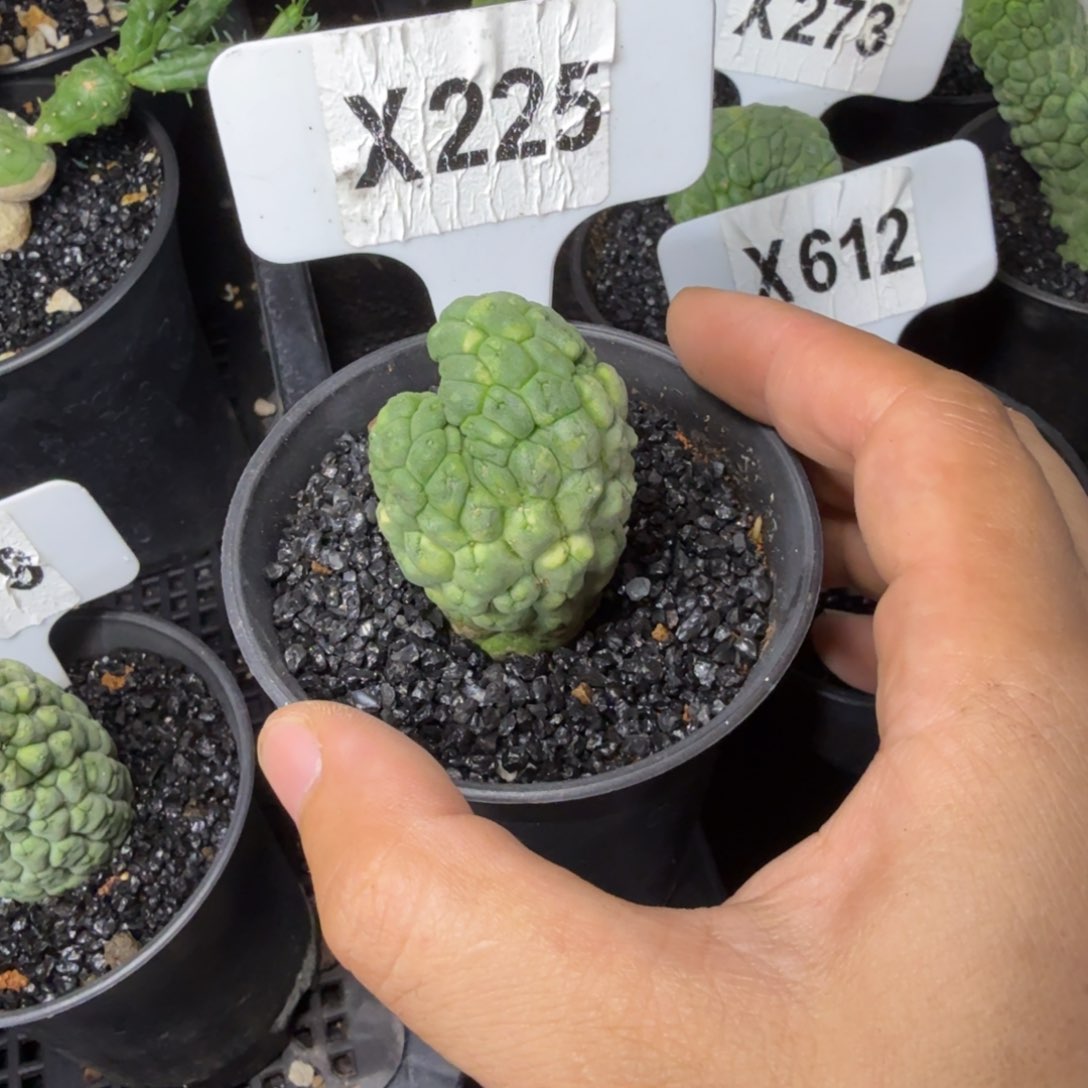 Y*生福利佛头玉……