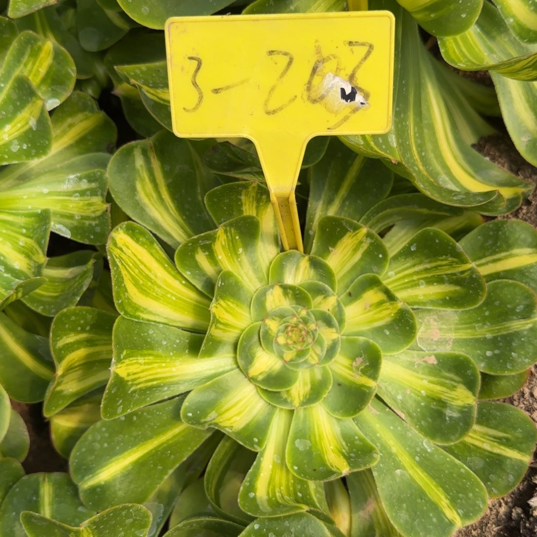 3-203---多头多肉植物