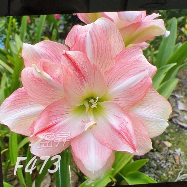 朱顶红473巨大球7cm+