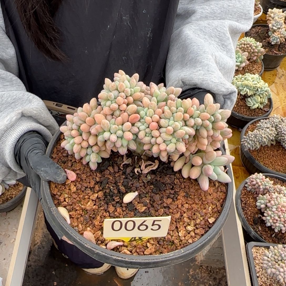 汤圆缀。  0065号。    