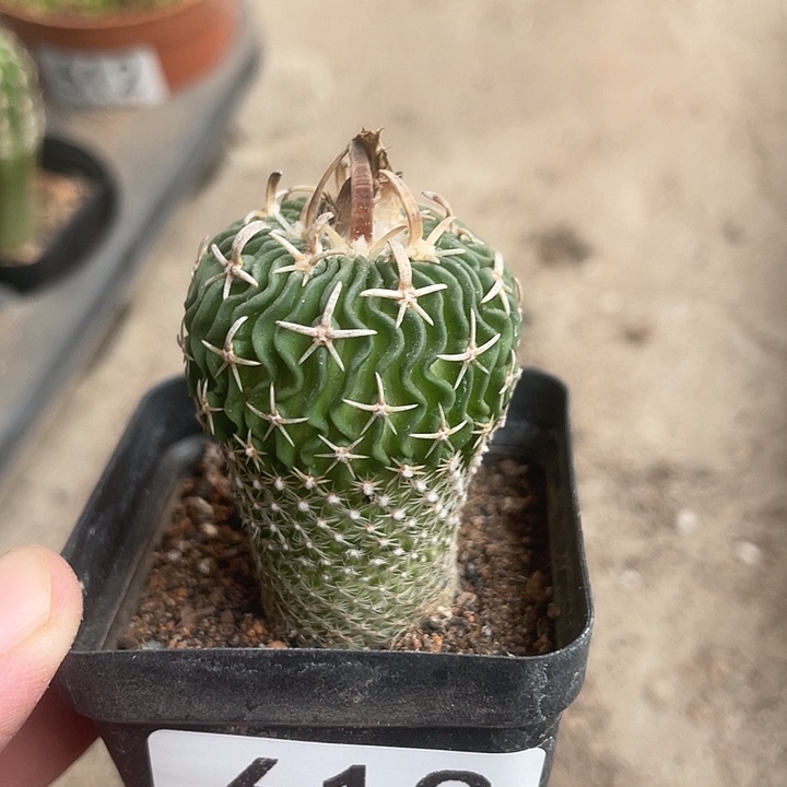 613太刀岚仙人球植物
