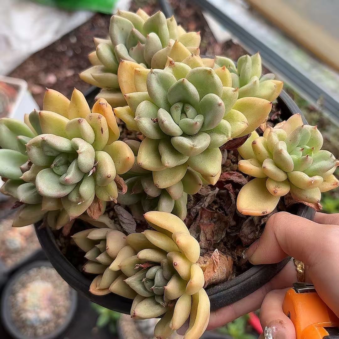 比尔盖茨（满2单包邮）清欢园艺精品多肉植物好养易养阳台花卉盆栽